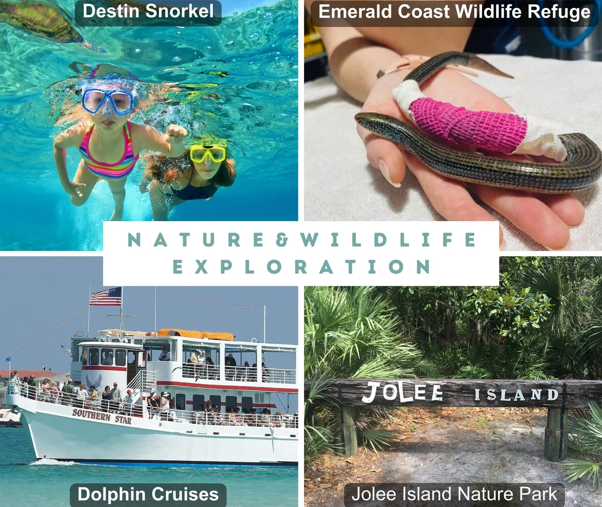 A dynamic set of scenes highlighting Destin’s local adventures: children snorkeling underwater, a dolphin cruise with a crowded boat on bright blue water, a nature park entrance surrounded by lush greenery, and a wildlife rehabilitation encounter.